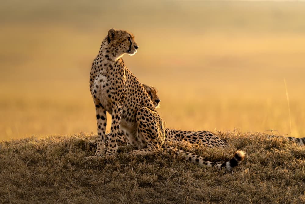 Golden Hour Cheetahs by Anita Singh — canvas wall art