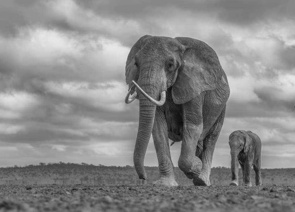 Elephant Mother And Calf by Jennifer Lu — canvas wall art