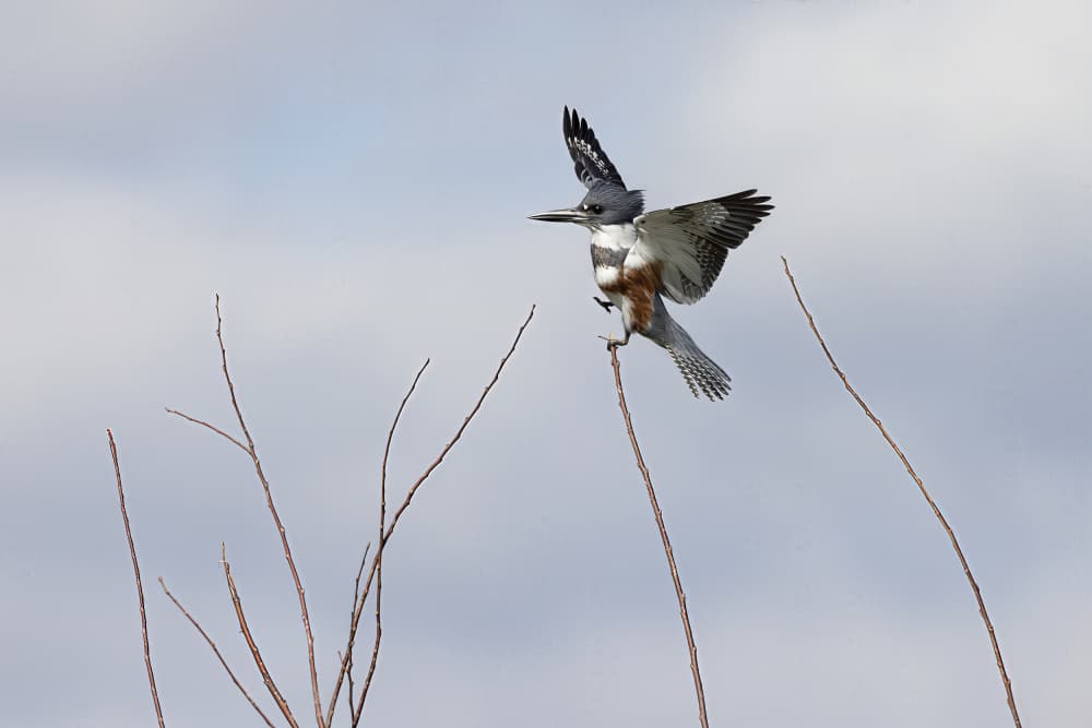 Belted Kingfisher Perched High by Linda D Lester — canvas wall art