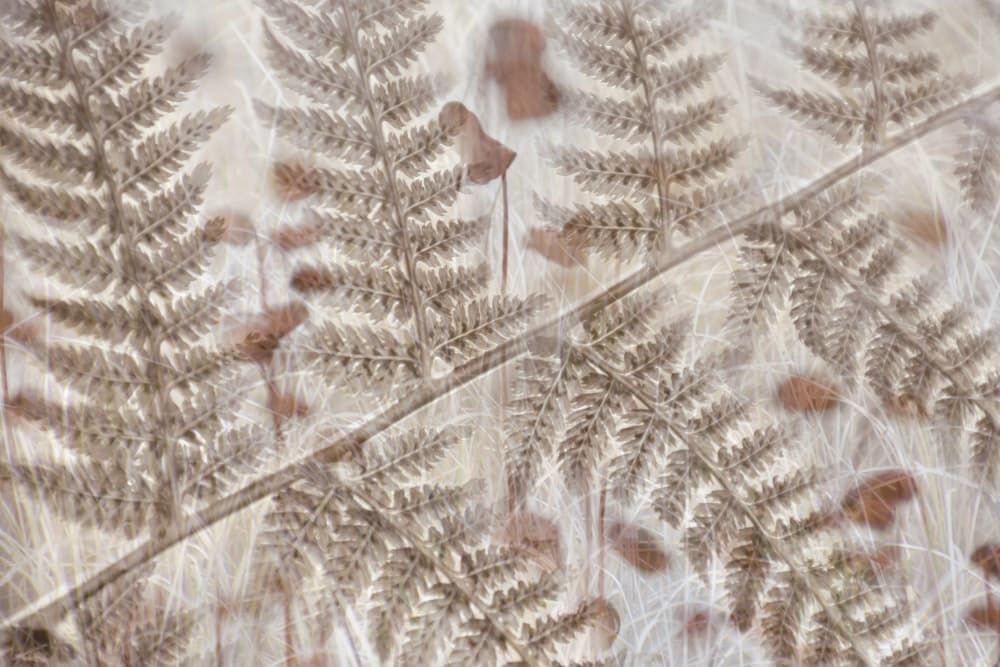 Soft Autumn Ferns by Christina Sillen — canvas wall art