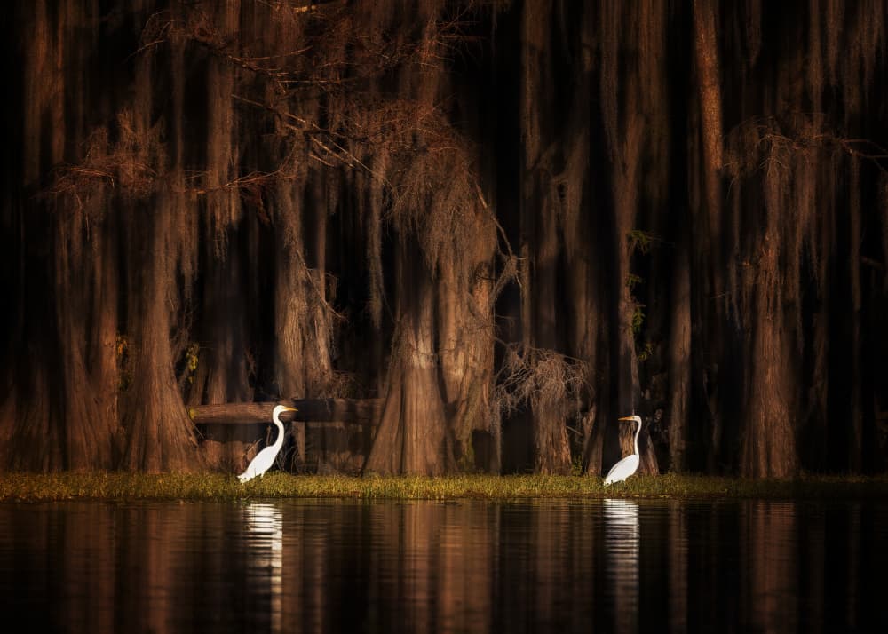 Serene Swamp Egrets by Leechee Z — canvas wall art