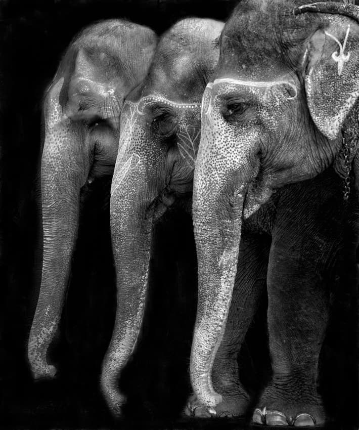 Painted Indian Elephants by Yvette Depaepe — canvas wall art