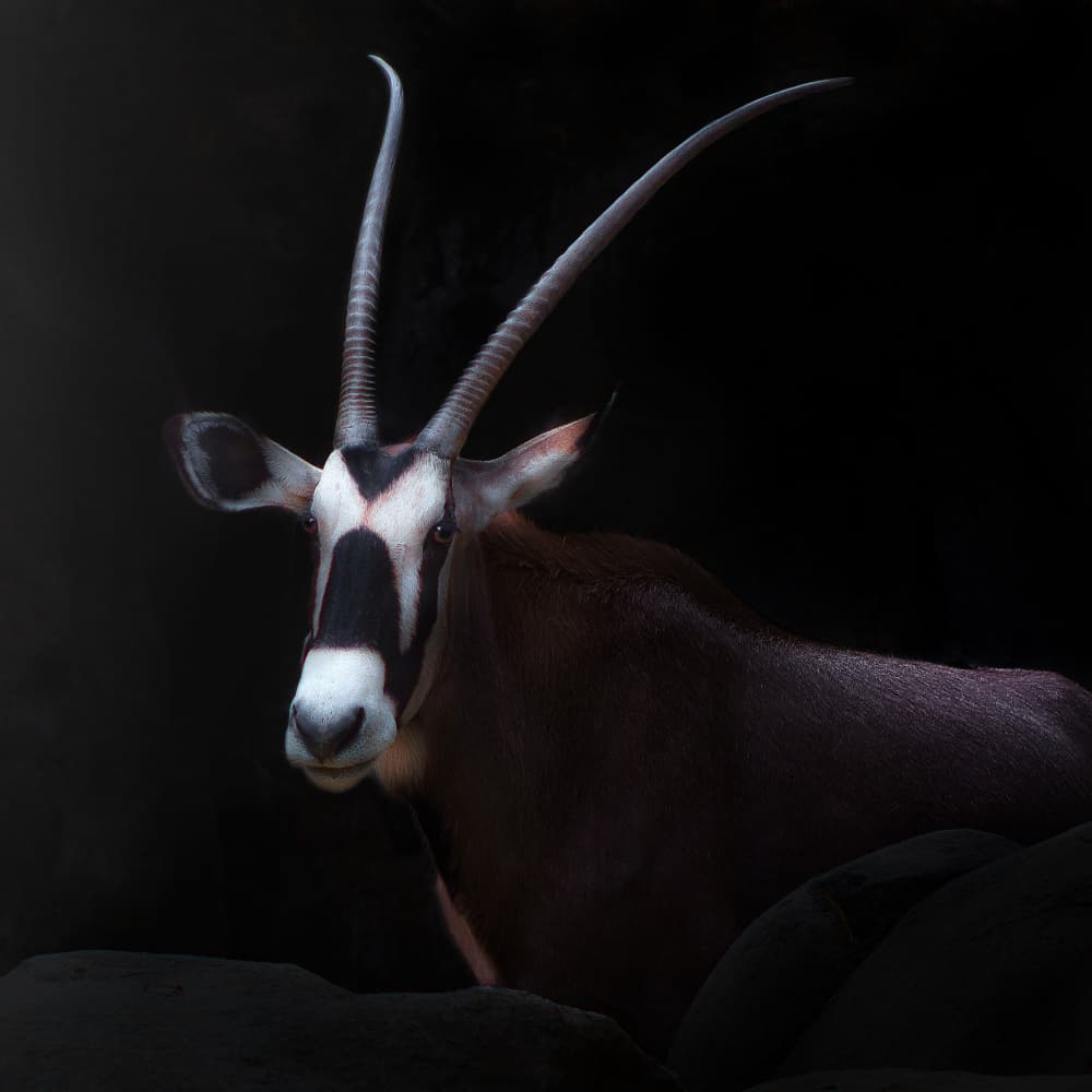 Majestic Gemsbok Portrait by Angel Barrera — canvas wall art