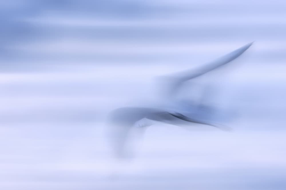 Abstract Flying Bird by Benjamine Hullot Scalvenzi — canvas wall art