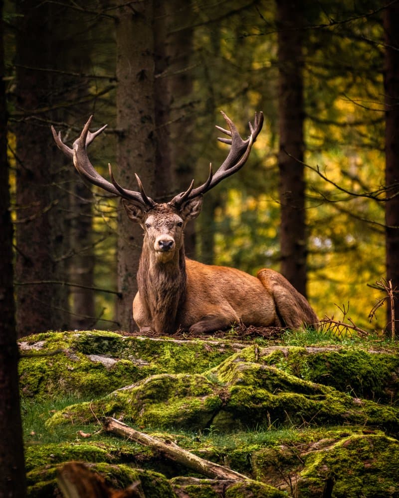 Majestic Forest Stag by Dan Larsson — canvas wall art