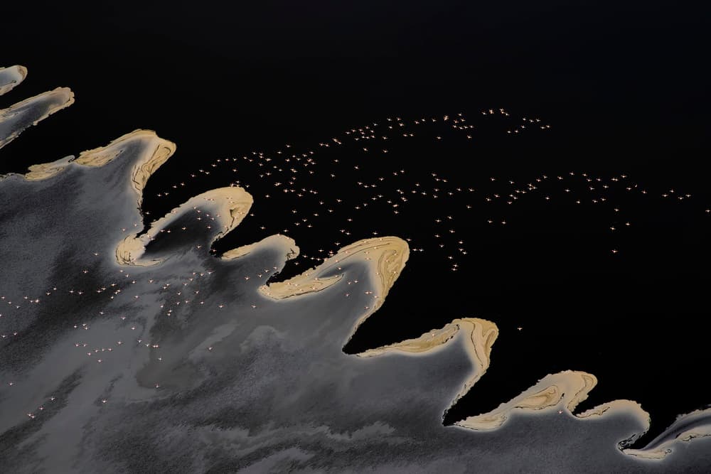 Flamingo Flock Over Wavy Shore by Phillip Chang — canvas wall art