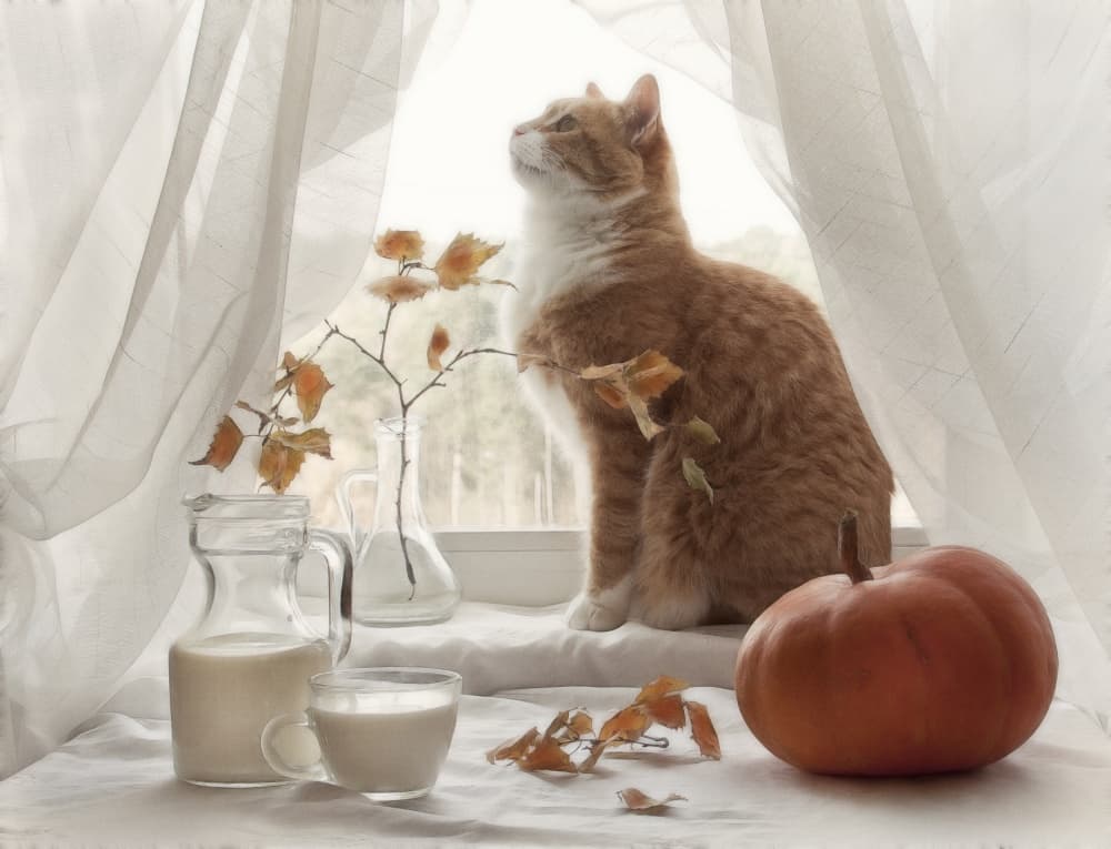Cozy Autumn Window Cat by Eleonora Grigorjeva — canvas wall art