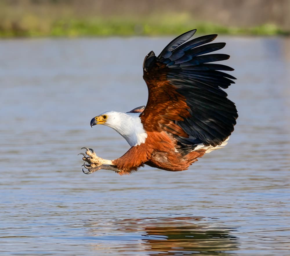 Majestic Fish Eagle Hunting by Yanny Liu — canvas wall art