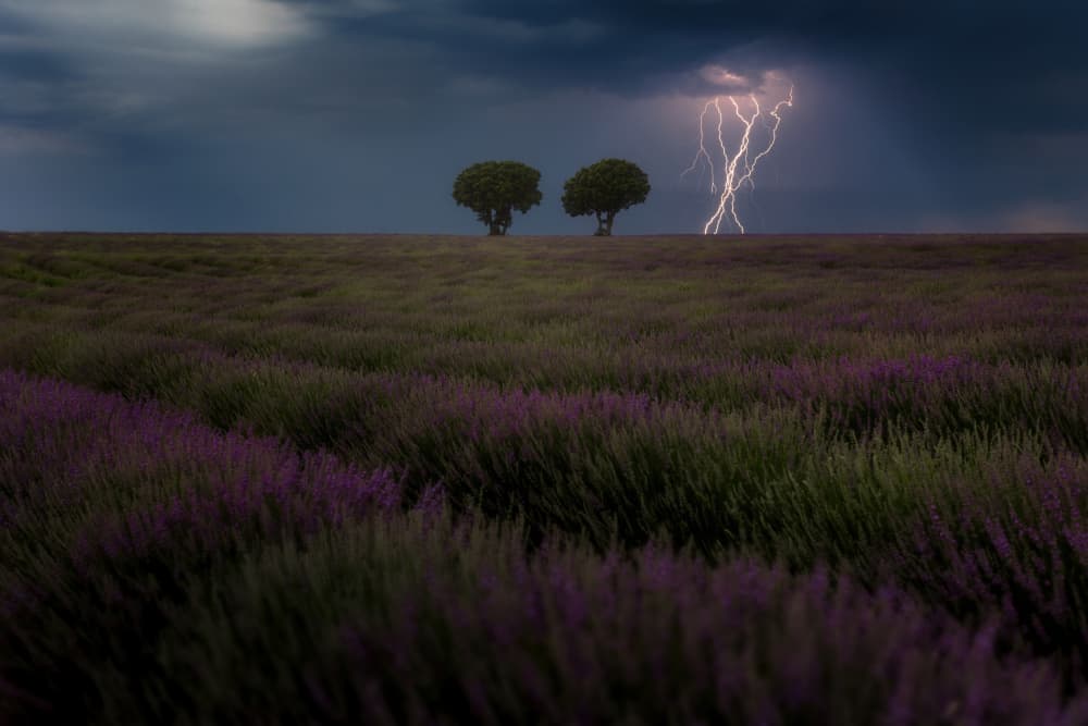 Lightning Over Lavender by Tomás Hueso Marco — canvas wall art