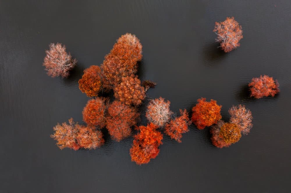 Earthy Dried Clusters by James Bian — canvas wall art