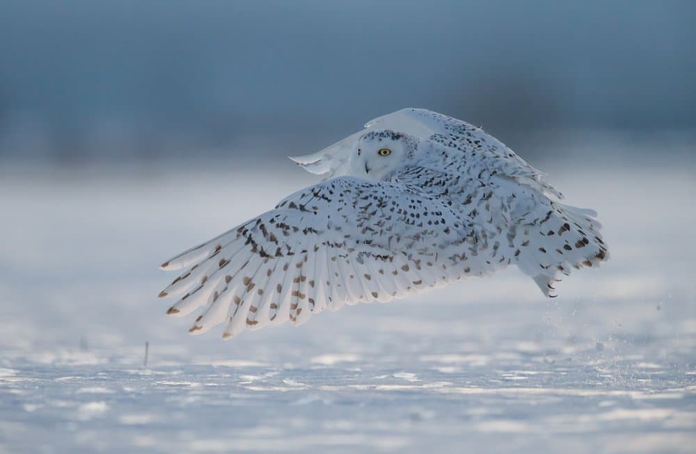 Snowy Owl Winter Flight by Jasmine Suo — canvas wall art