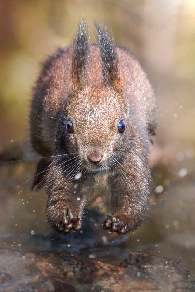 Agile Squirrel Leap by Alberto Ghizzi Panizza — canvas wall art