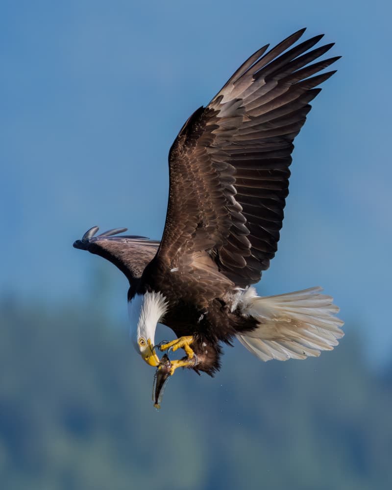 Eagle Catching Fish by Chuan Chen APA — canvas wall art