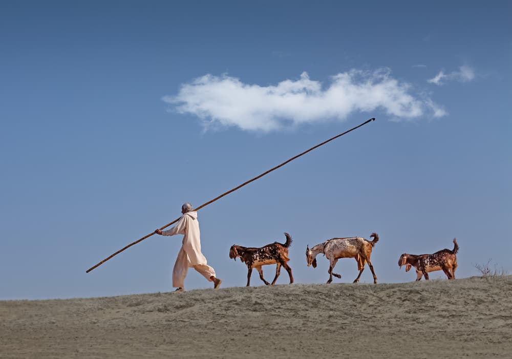 Desert Herder and Goats by Sayyed Nayyer Reza — canvas wall art