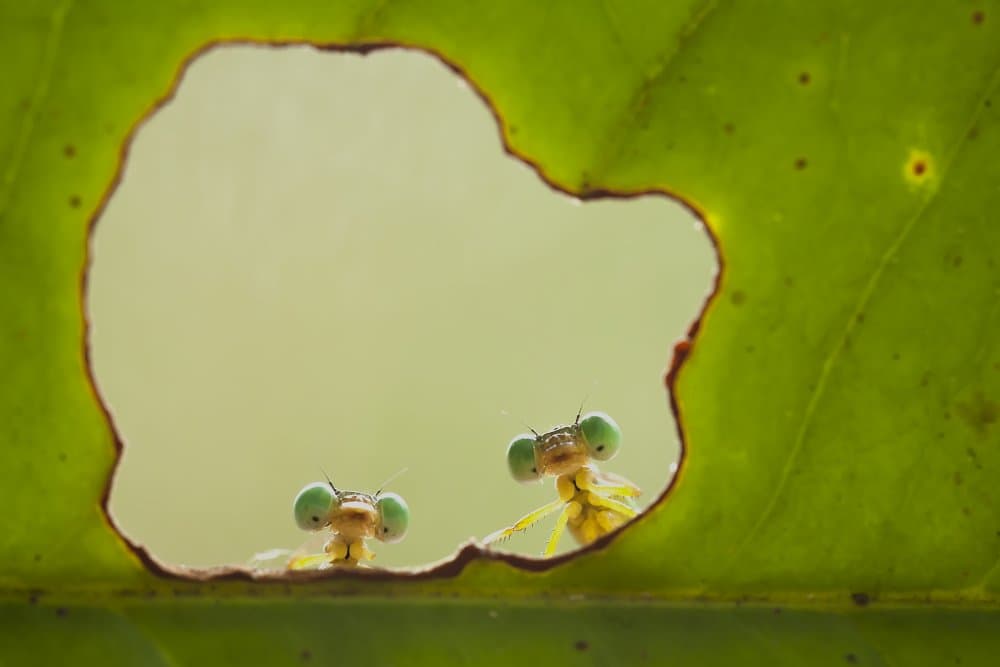 Tiny Damselflies Peek by Abdul Gapur Dayak — canvas wall art