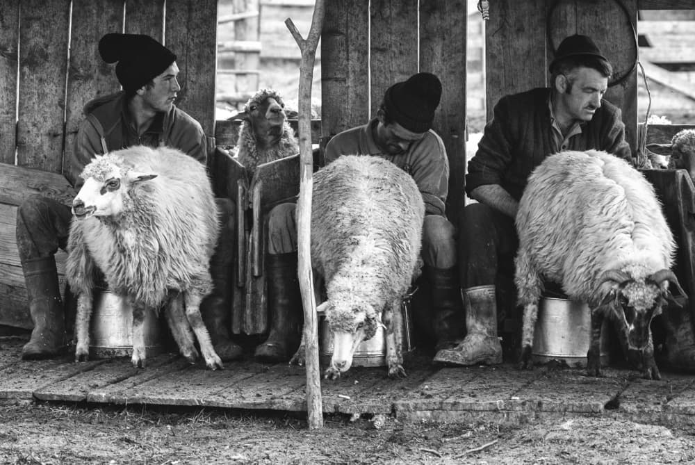 Shepherds Milking Sheep by Zoran Toldi (EFIAP AZSF) — canvas wall art