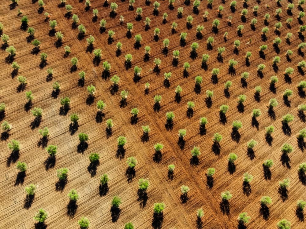Olive Tree Rows by Primož Kožuh — canvas wall art