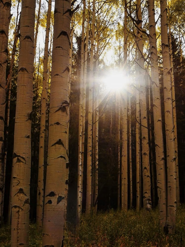 Golden Aspen Sunlight by Del Mundo Imagery — canvas wall art