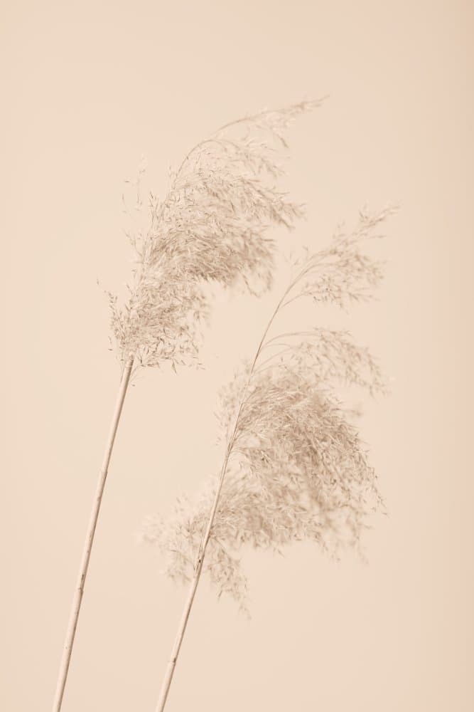 Soft Pampas Plumes by Pictufy Studio III — canvas wall art