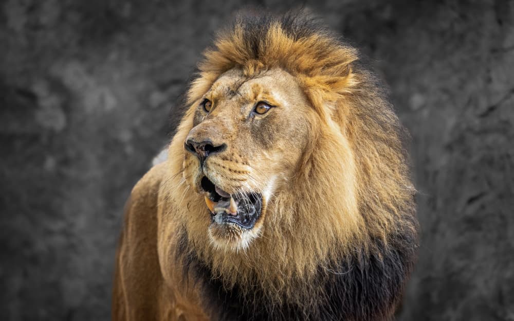 Powerful Lion King by Jeffrey C. Sink — canvas wall art