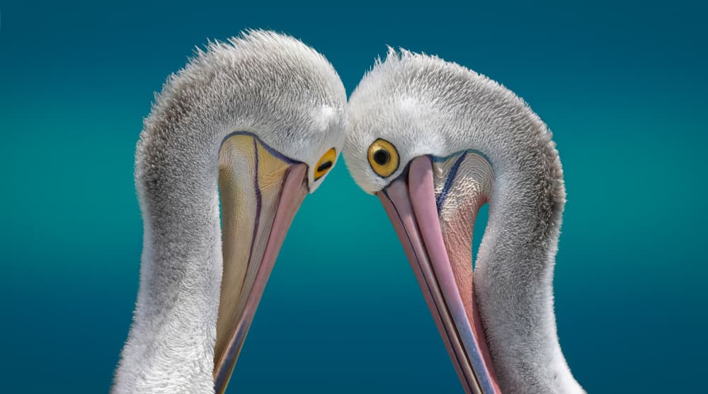 Pelicans In Love by Emanuel Papamanolis — canvas wall art