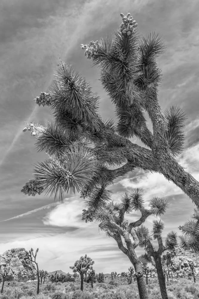 Joshua Tree Desert Sky by Melanie Viola — canvas wall art