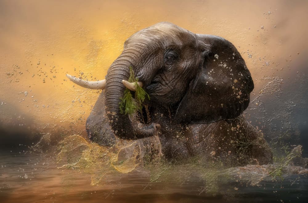 Majestic Elephant Splash by Charlaine Gerber — canvas wall art