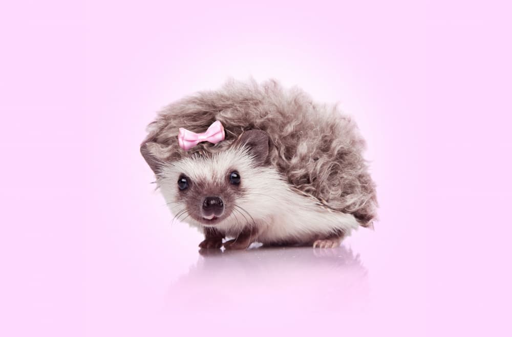Cute Hedgehog Pink Bow by Artem Pozdniakov — canvas wall art
