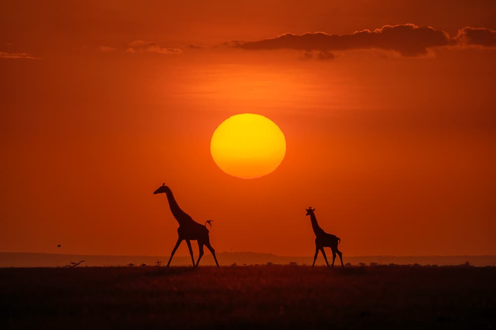 African Giraffe Sunset by Hua Zhu — canvas wall art