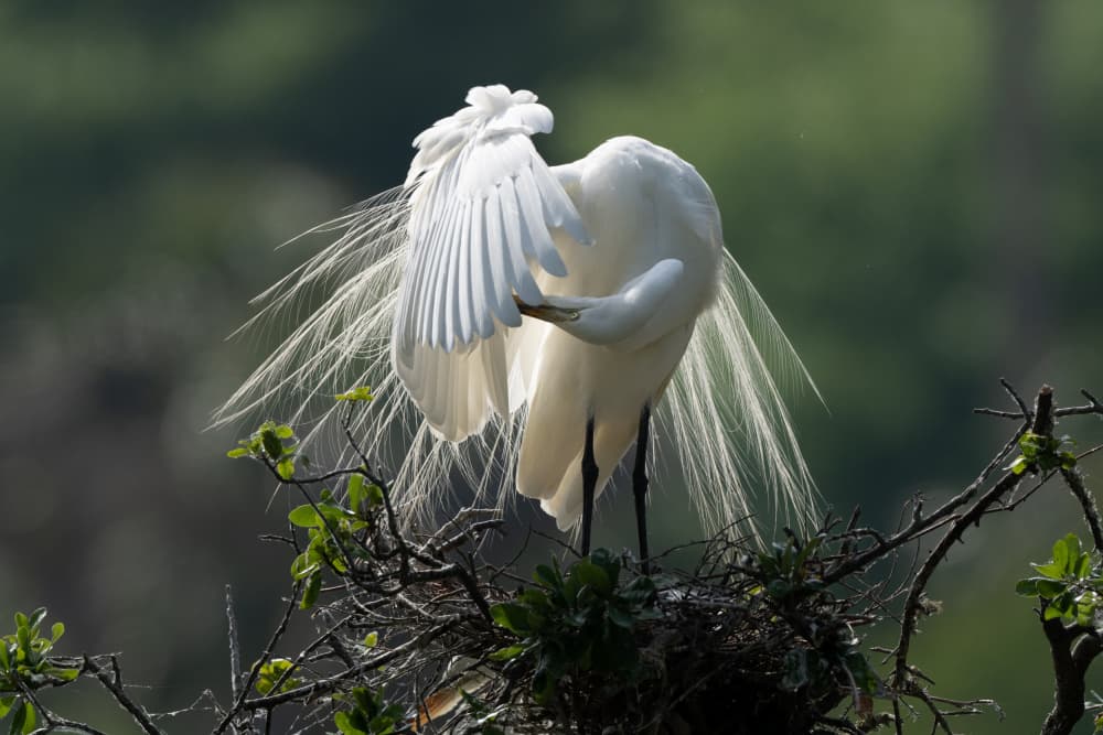 Graceful Egret Preens by Barbara Gill — canvas wall art