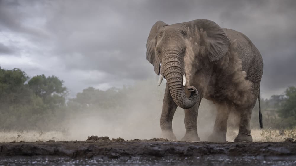 Majestic Elephant Dusting by Clint Ralph — canvas wall art