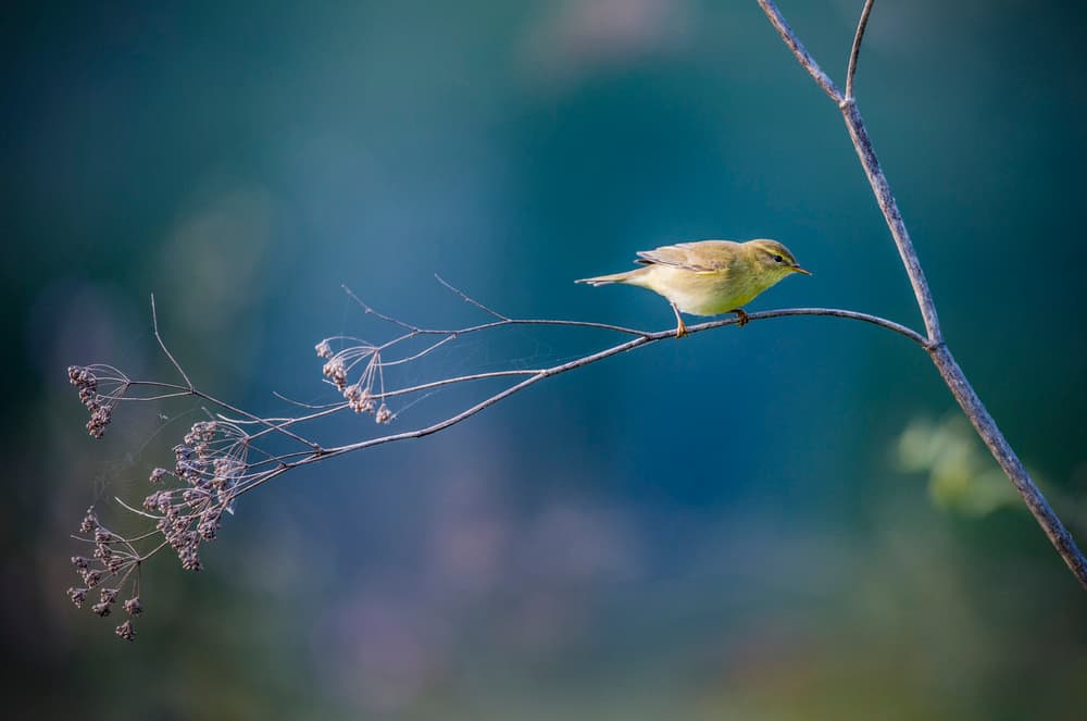 Quiet Bird On Branch by Ibrahim Canakci — canvas wall art
