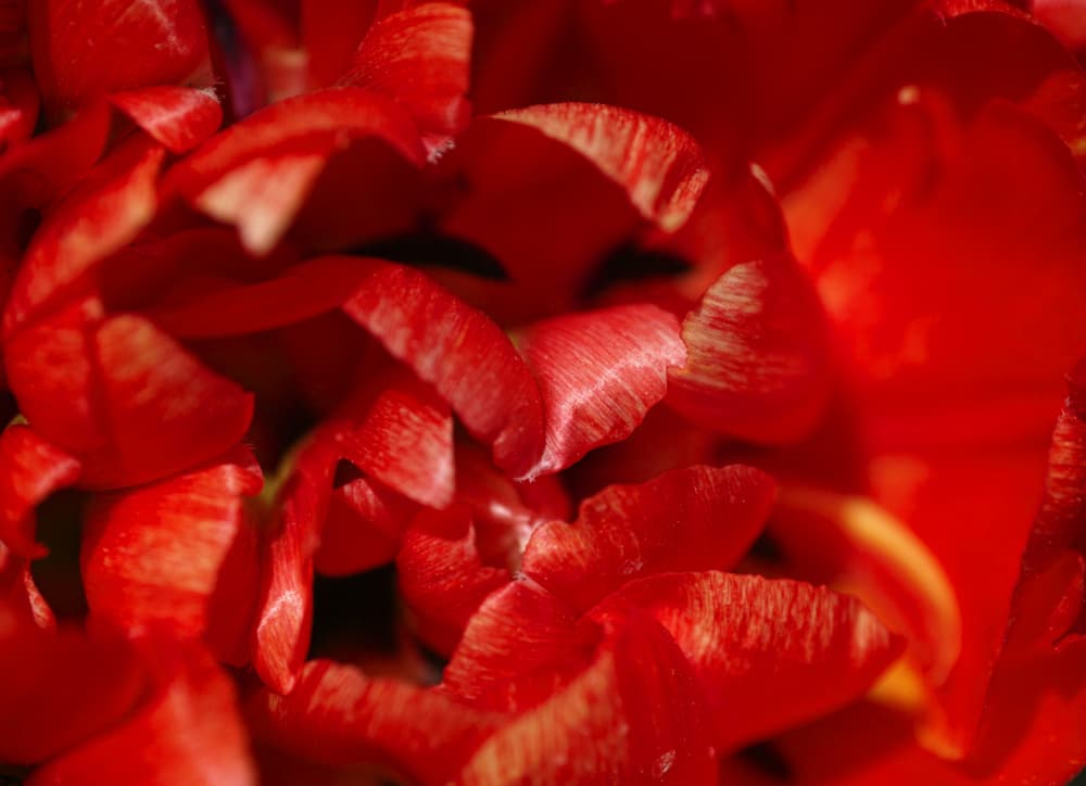 Vibrant Red Petals by engin akyurt — canvas wall art