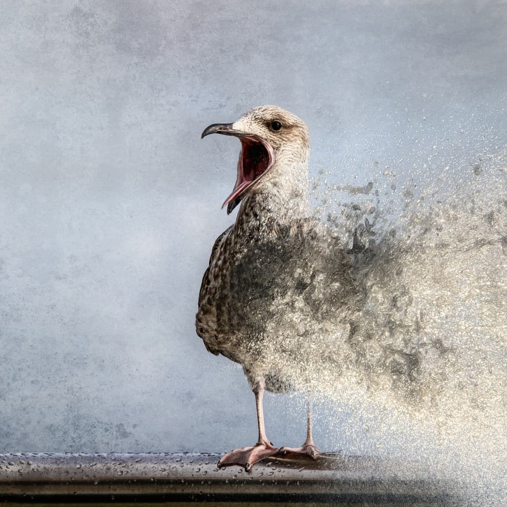 Surreal Squawking Bird by Bruno Flour — canvas wall art