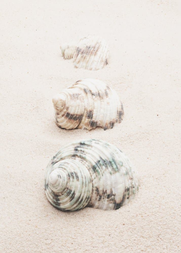 Spiral Beach Shells by Pictufy Studio III — canvas wall art