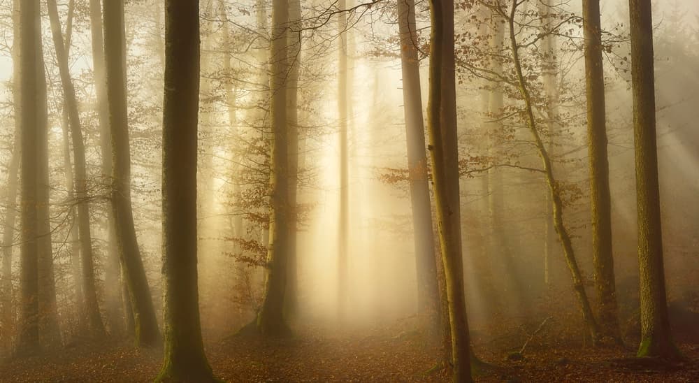 Misty Golden Forest by Norbert Maier — canvas wall art