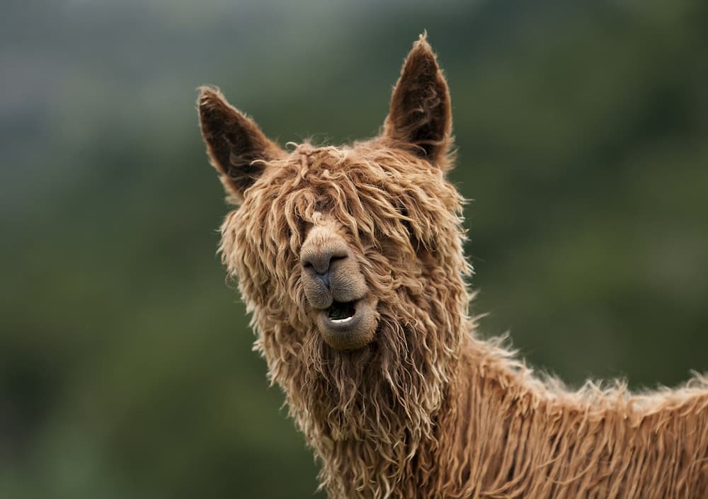 Smiling Shaggy Alpaca by Vladimir Driga — canvas wall art