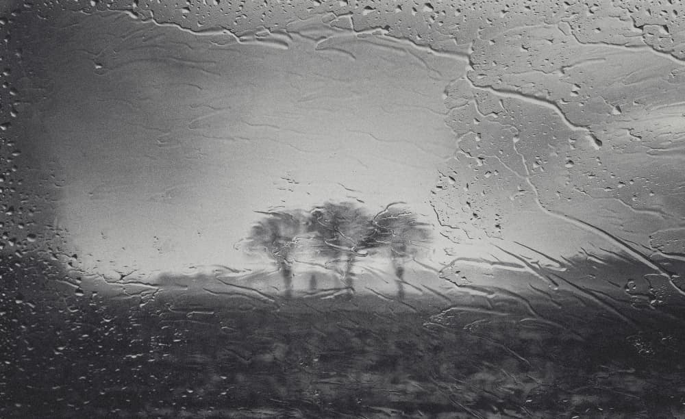 Trees Through Rain by Adam Dauria ☂ — canvas wall art