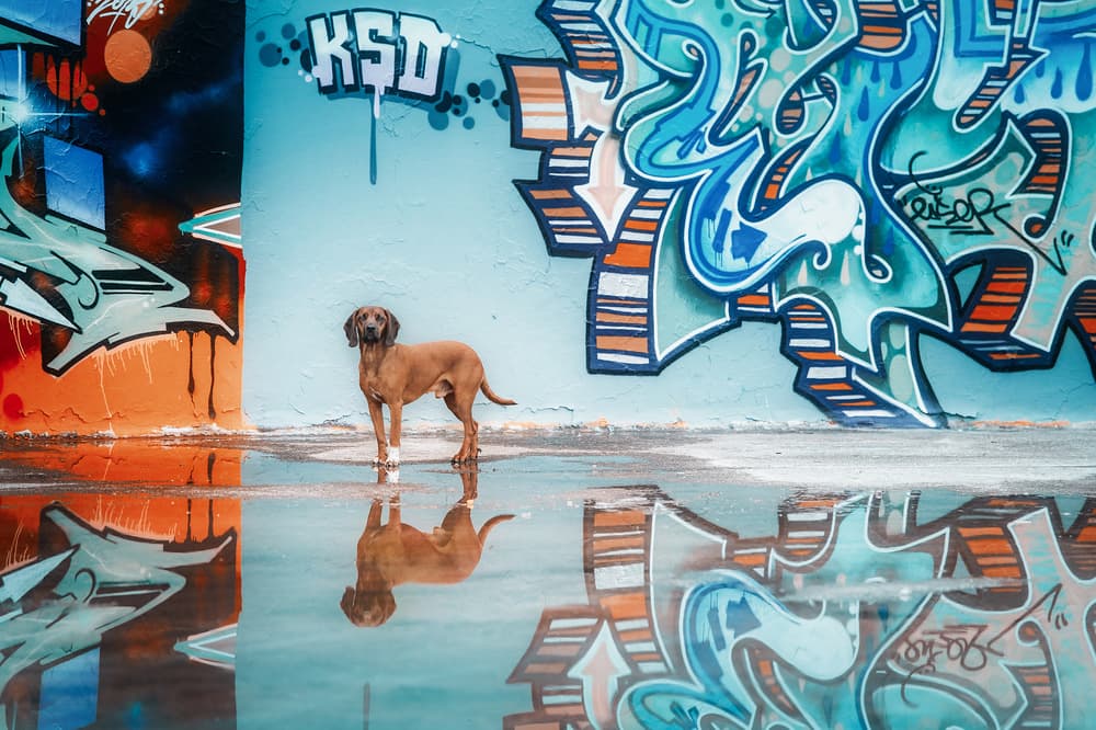 Vibrant Dog Reflection by Heike Willers — canvas wall art