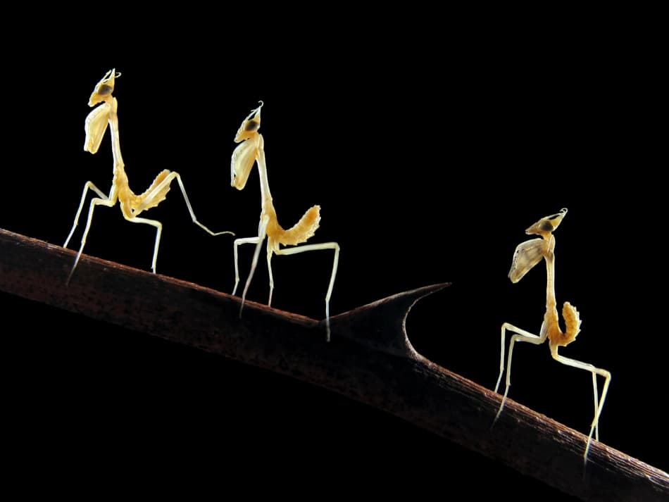 Ghost Mantis Trio by Jimmy Hoffman — canvas wall art