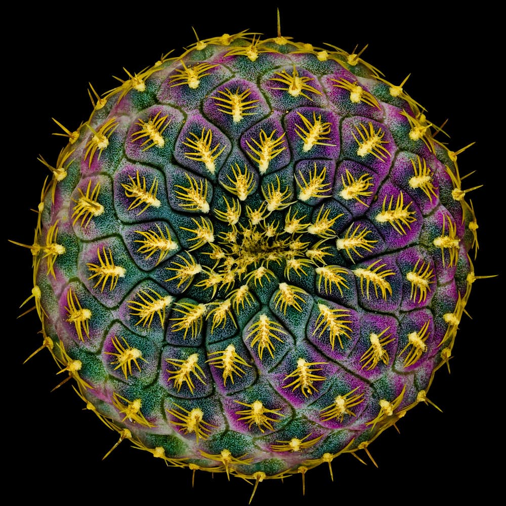 Vibrant Cactus Pattern by Victor Mozqueda — canvas wall art