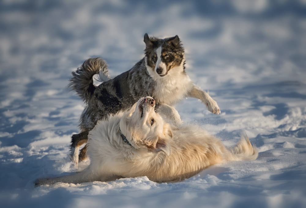 Joyful Dogs in Snow by Shi & Wei — canvas wall art