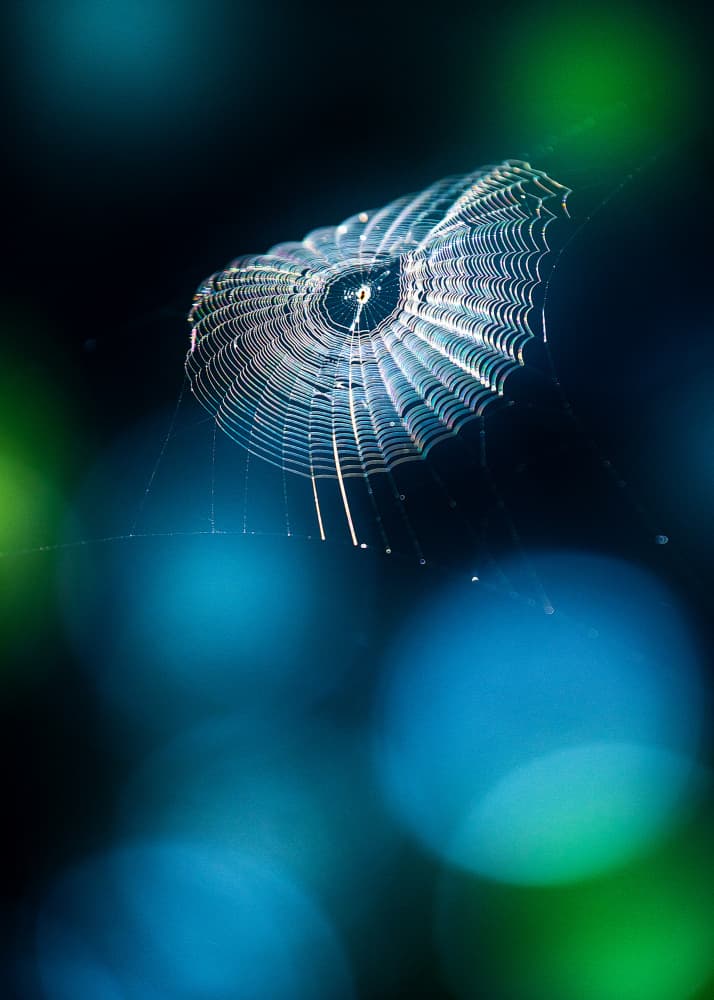 Glistening Morning Web by Hidenori Sono — canvas wall art