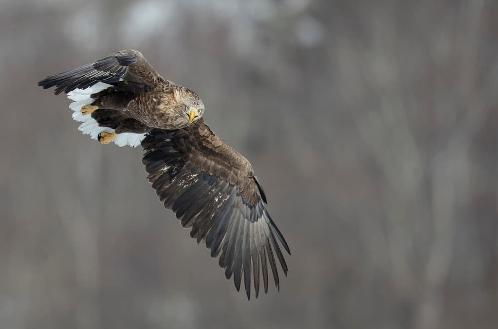 Powerful Eagle In Flight by C.S. Tjandra — canvas wall art
