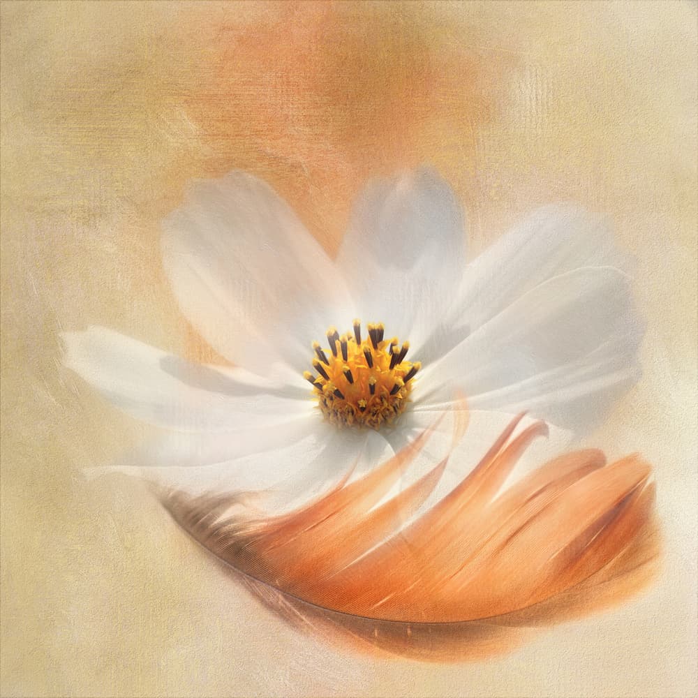 White Cosmos Feather by Gaille Gray — canvas wall art