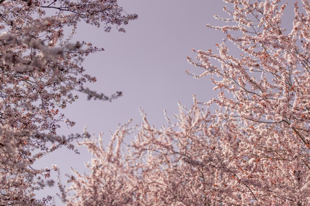 Soft Pink Blossoms by Mareike Böhmer — canvas wall art