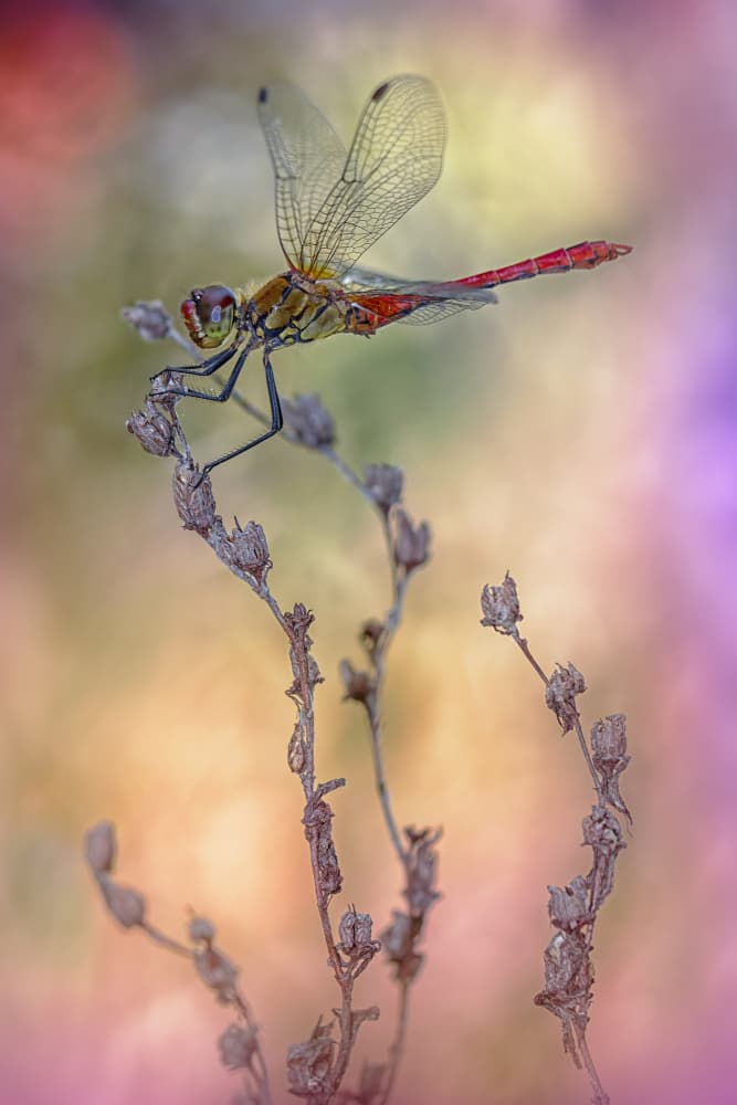 Vibrant Red Dragonfly by Fabrizio Daminelli — canvas wall art