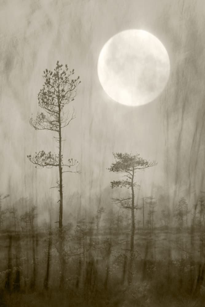 Misty Moon Over Bog