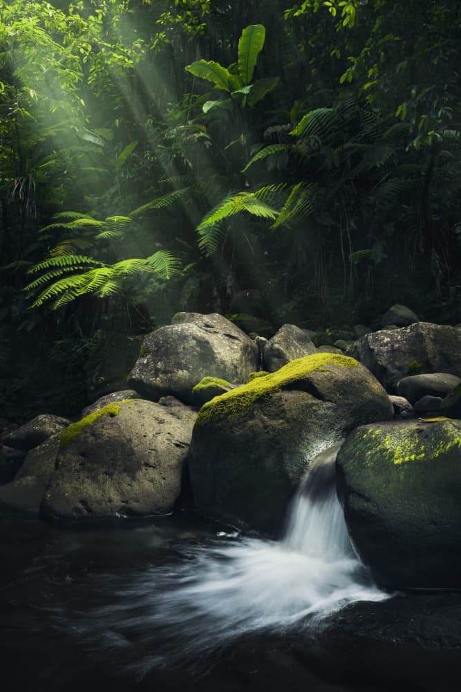 Mystic Jungle by Stefan Hefele — canvas wall art