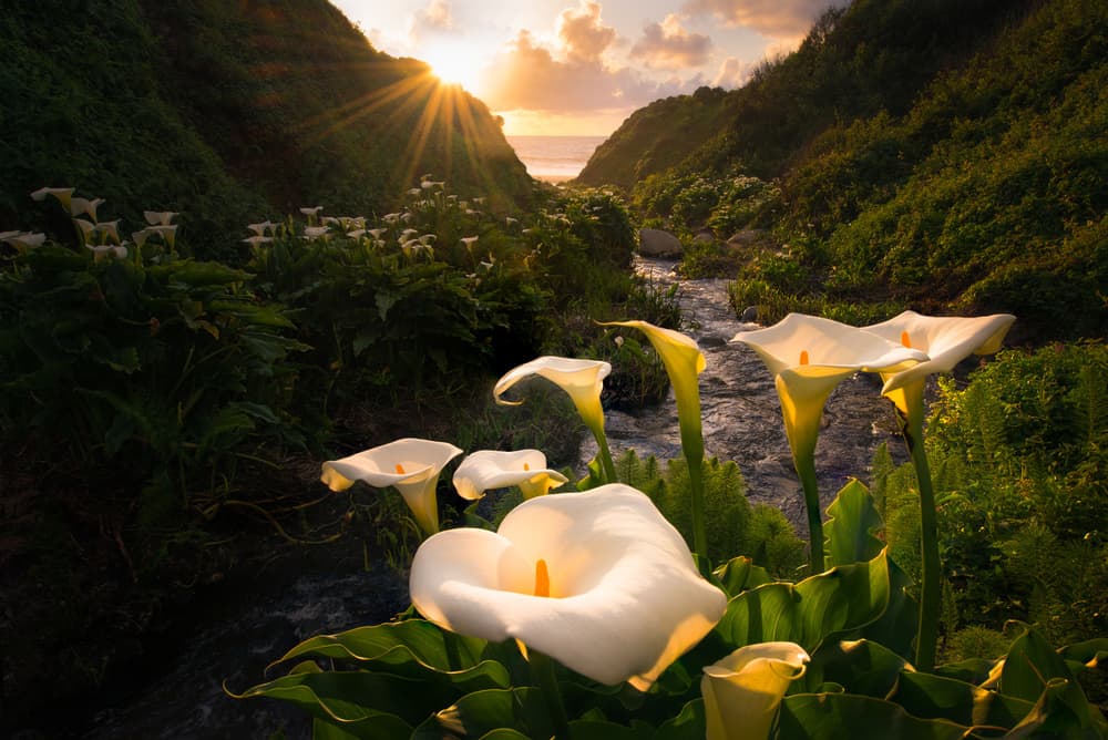 Calla Lily Coastal Sunset by Gerald Macua — canvas wall art